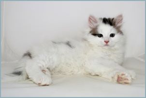 Male Siberian Kitten from Deedlebug Siberians